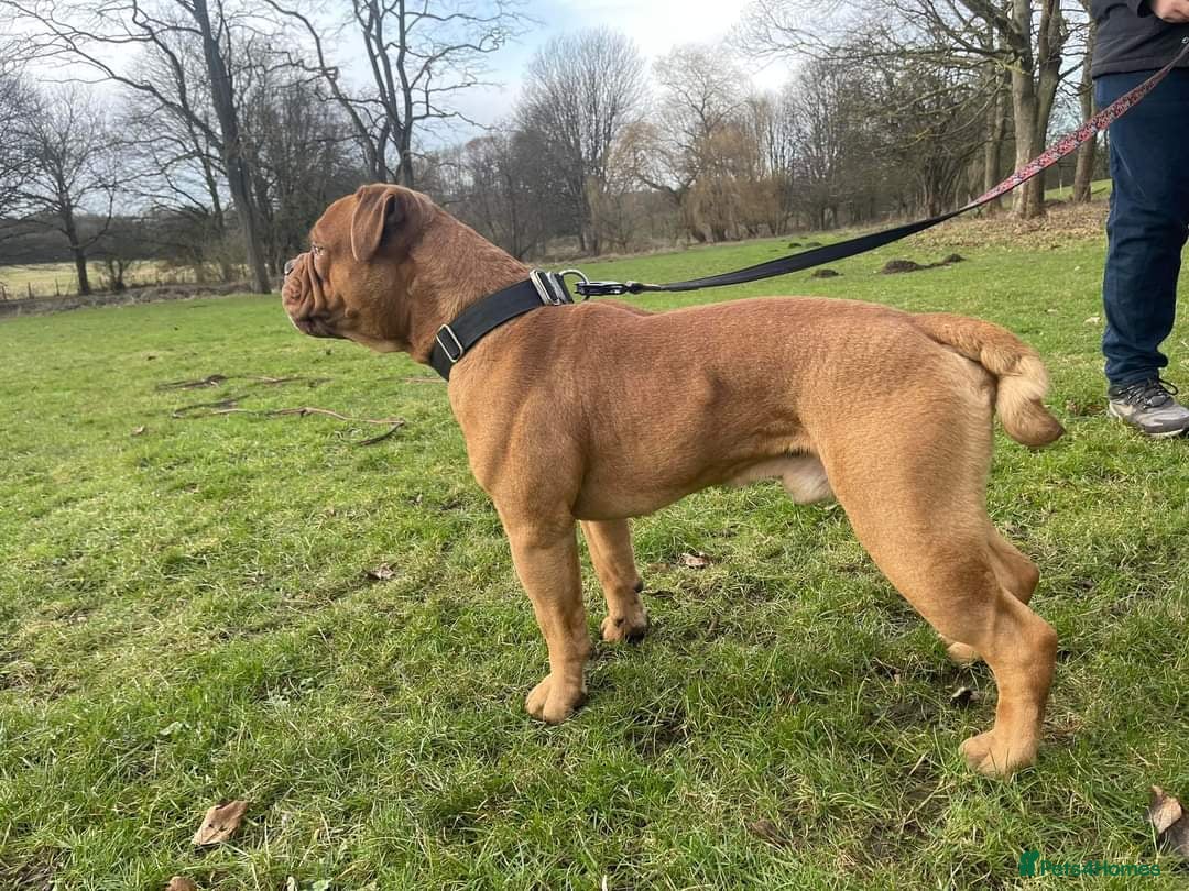 Olde English Bulldogge dogs for sale: Genetic Clear, Hip & Elbow Graded Breeding - Image 13