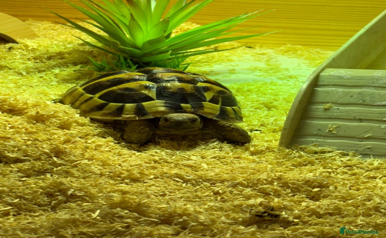 Tortoise reptiles - Advert 3