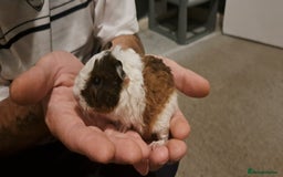 Guinea Pig rodents for sale: Female guinea pigs - Image 3