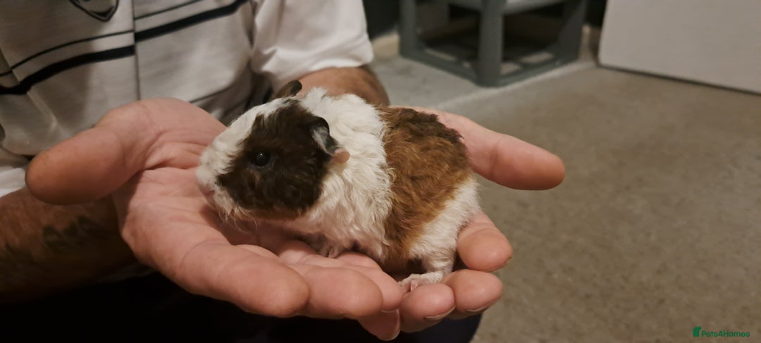 Guinea Pig rodents for sale: Female guinea pigs - Image 3