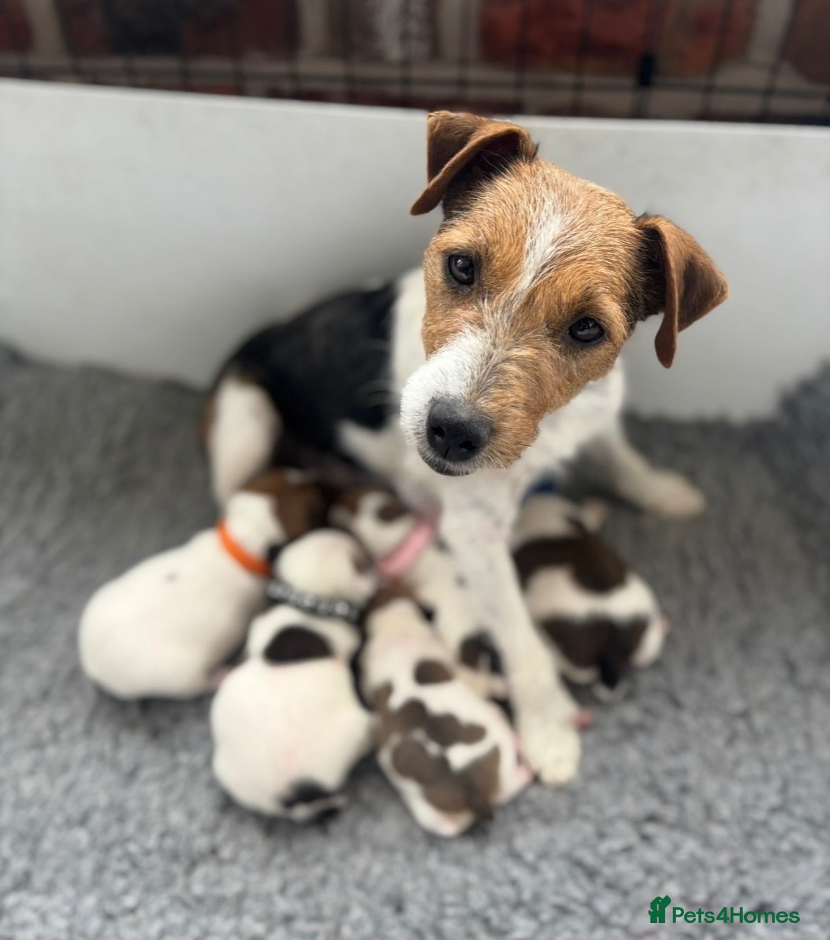 Jack Russell dogs Beautiful Jack Russell Puppies - Advert 1