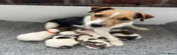 Jack Russell dogs for sale: Beautiful Jack Russell Puppies - Advert 1