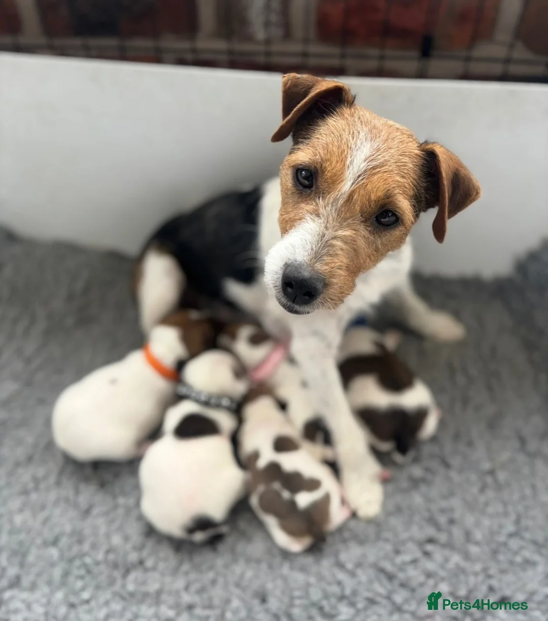 Jack Russell dogs for sale: Beautiful Jack Russell Puppies - Advert 1