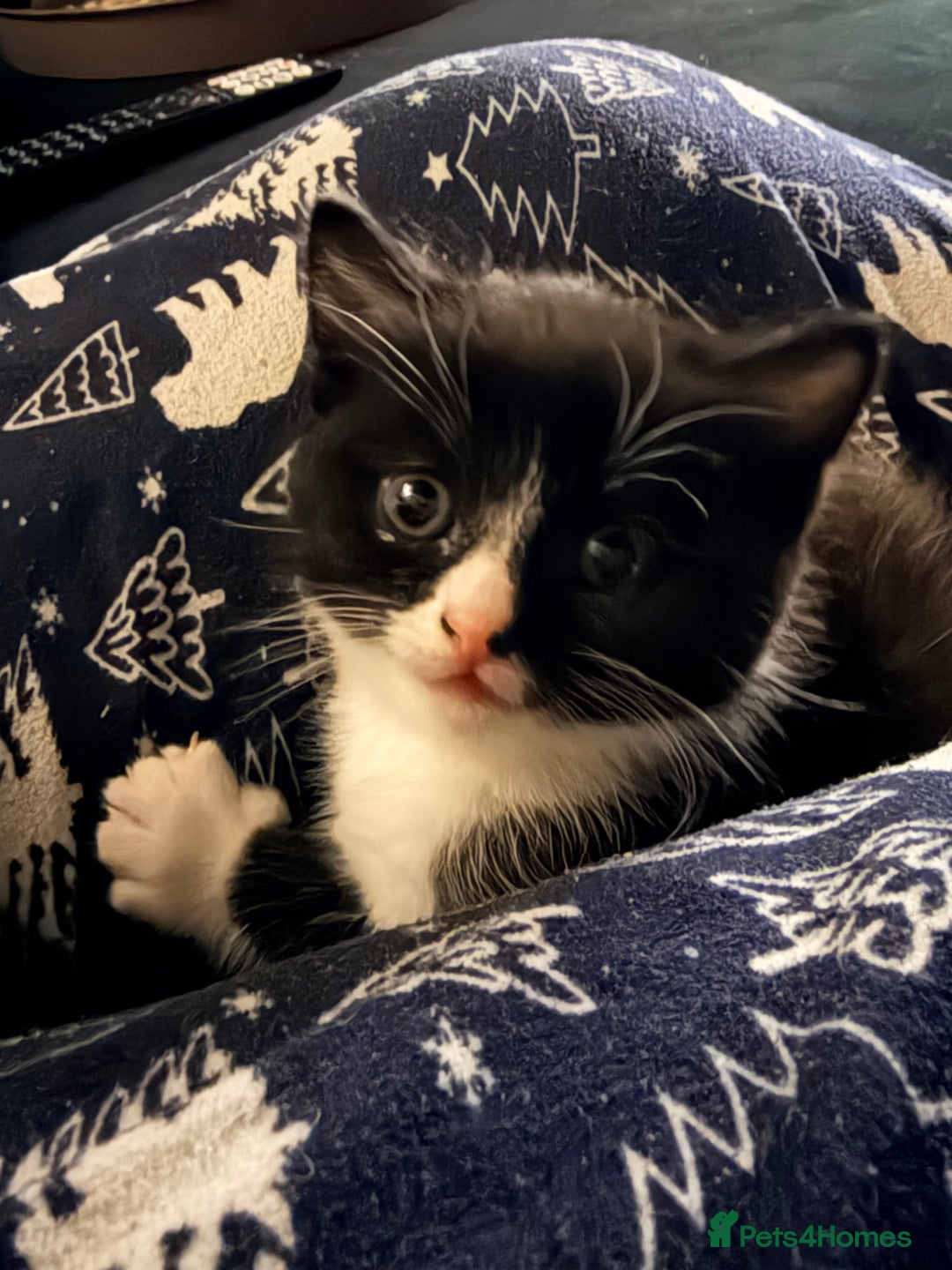 Scottish Fold cats for sale: Scottish Fold kittens  - Advert 7