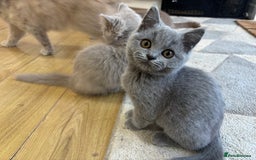 British Longhair cats for sale: 5 stunning British blues  - Image 12