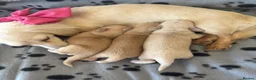 Miniature Dachshund dogs for sale: Bright Cream long haired miniature daschund⭐️ - Advert 10