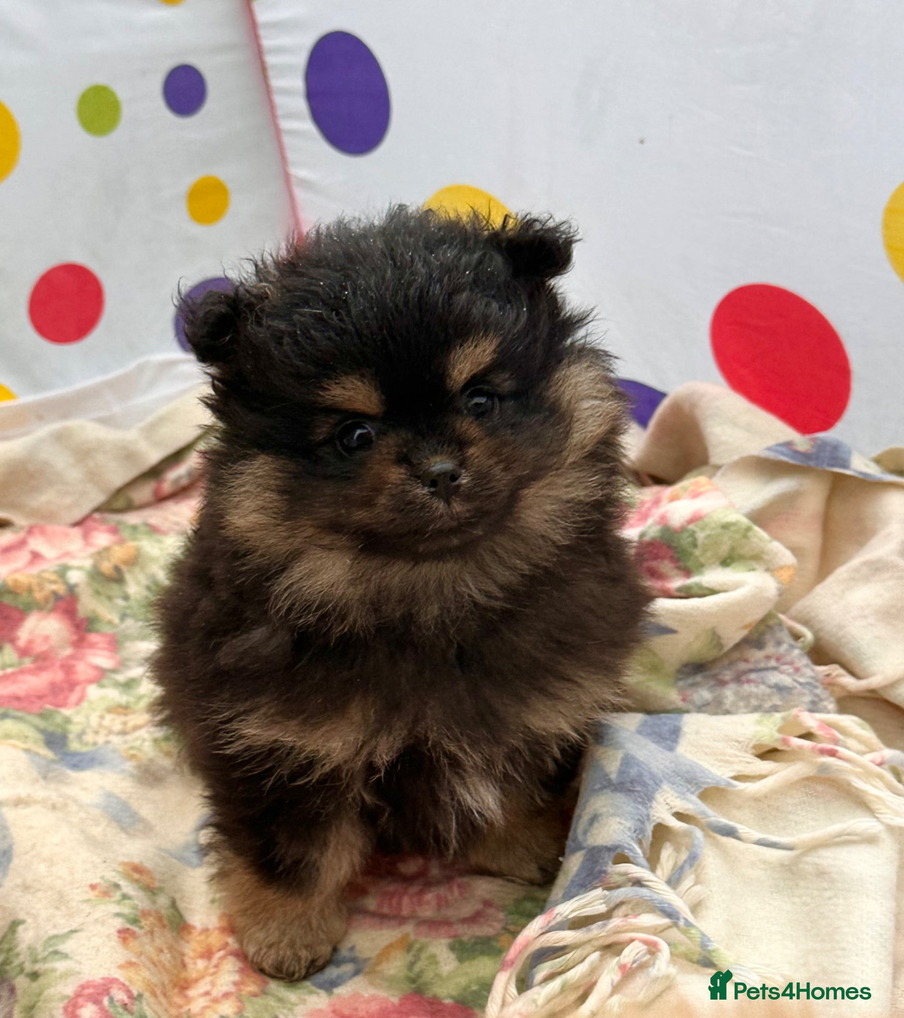 Pomeranian dogs Beautiful Pomeranian puppies 🐶  - Advert 1