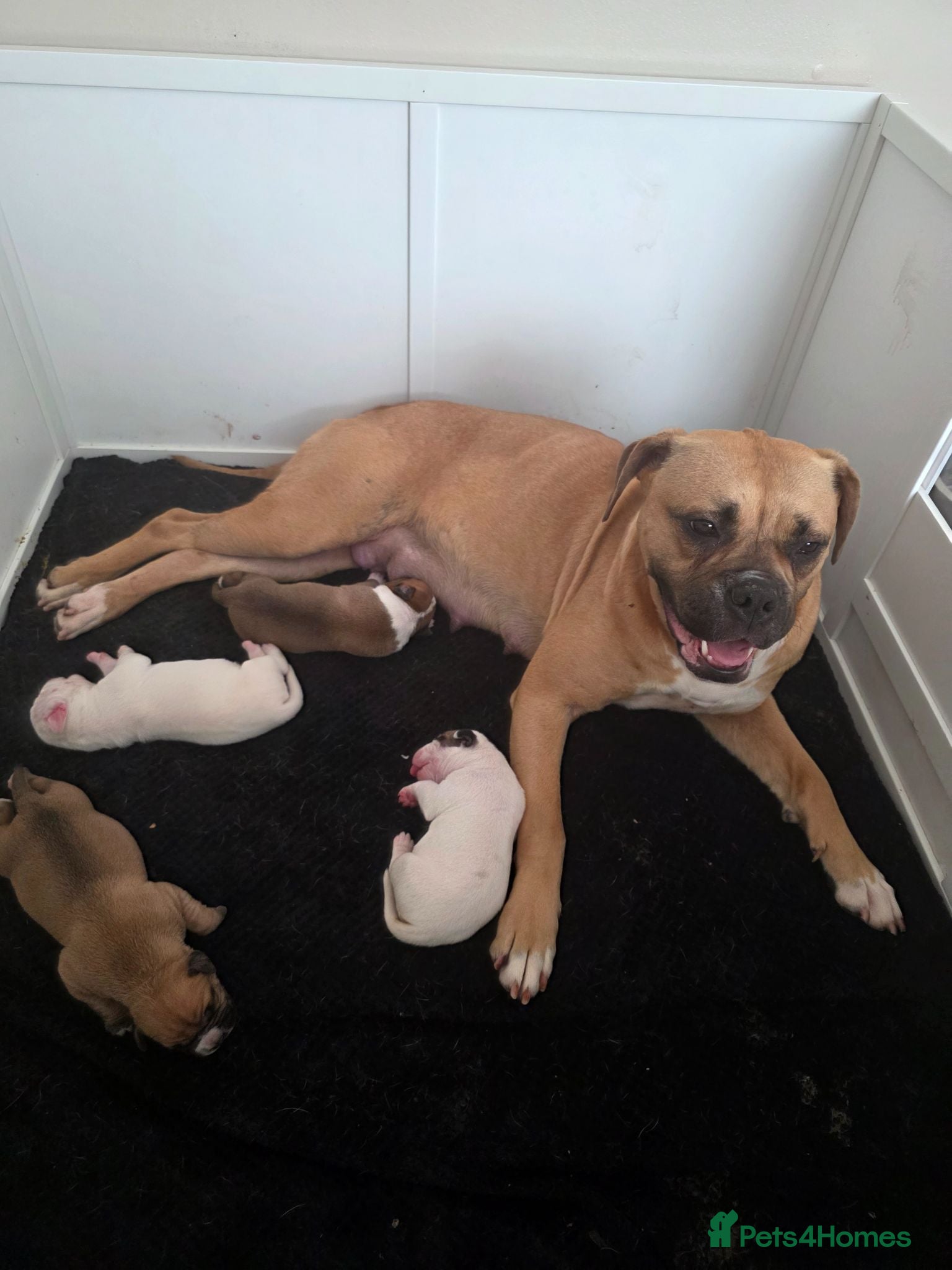 American Bulldog dogs American bull.dog puppies  - Advert 4