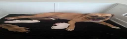 American Bulldog dogs for sale: American bull.dog puppies  in Wigan - Advert 20
