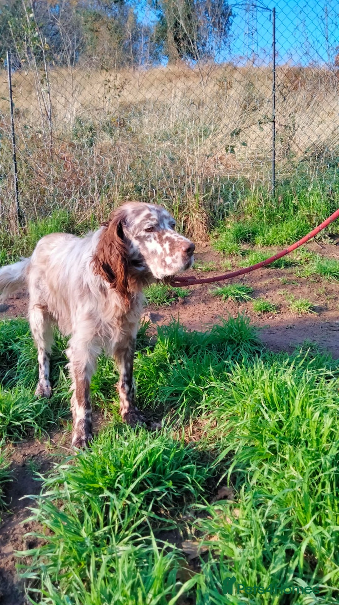 English Setter dogs for adoption: Yako  - Advert 9