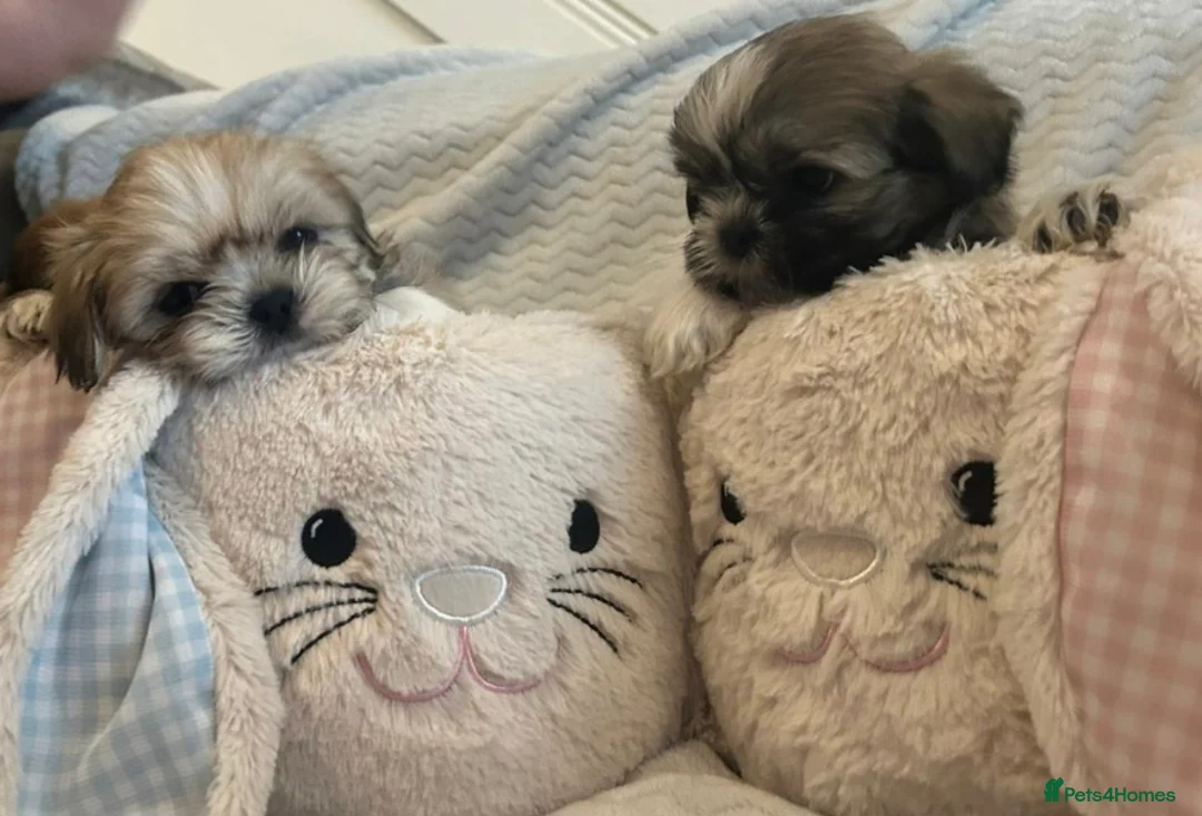 Shih Tzu dogs for sale: Ready to go 17.04.26 - Advert 18