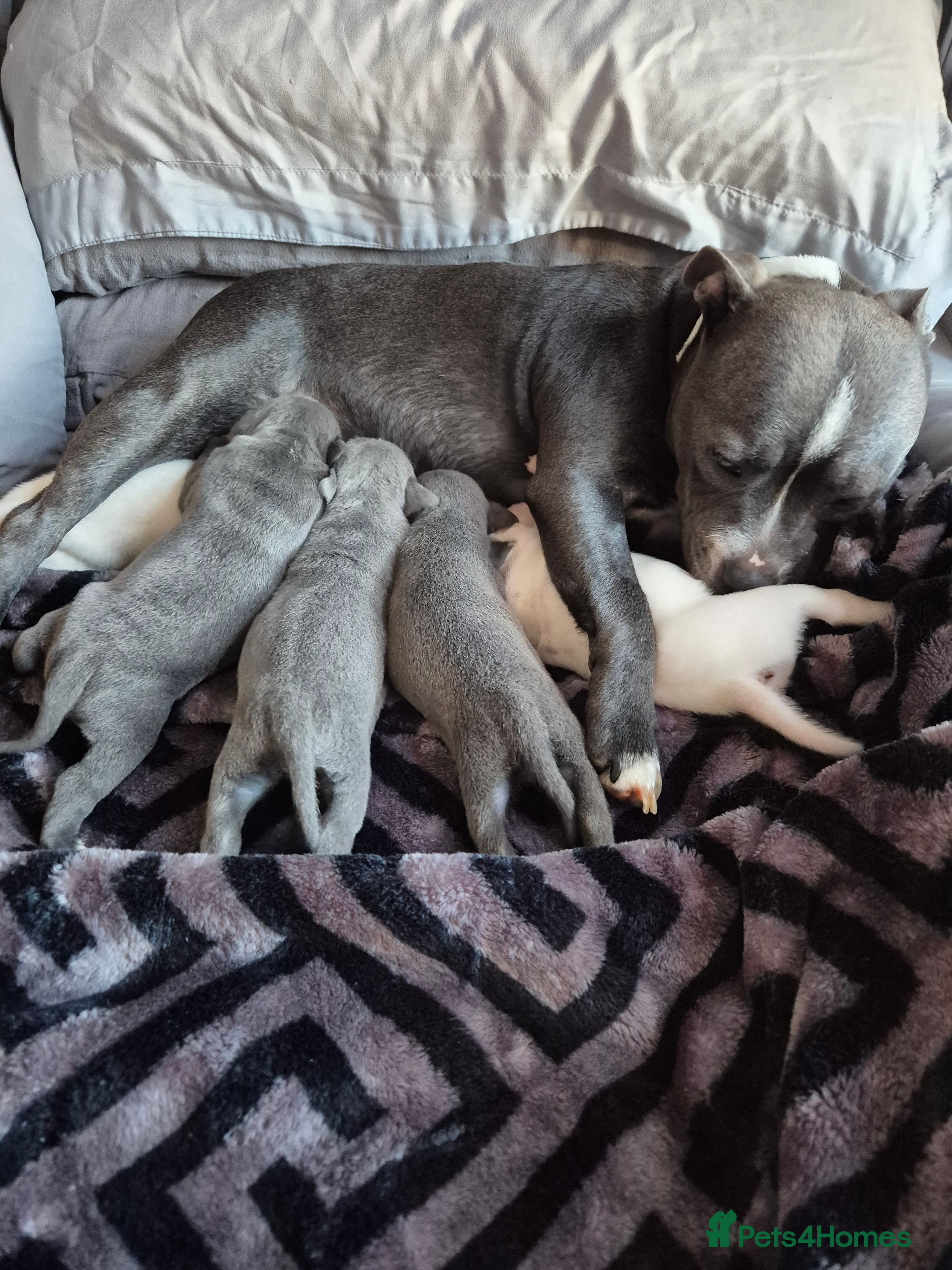 Staffordshire Bull Terrier dogs Blue Staffordshire Bull Terrier puppies  - Advert 3