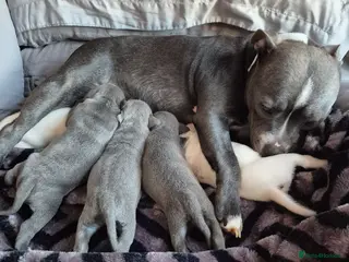 Staffordshire Bull Terrier dogs Blue Staffordshire Bull Terrier puppies - Advert 3