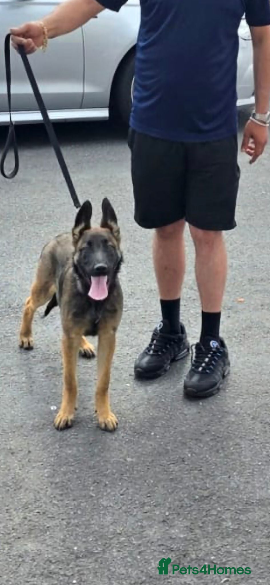 Mixed Breed dogs German shepard x Belgium malinois  - Advert 3