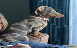 Miniature Dachshund dogs for sale: Miniature dachshund puppies - Image 2