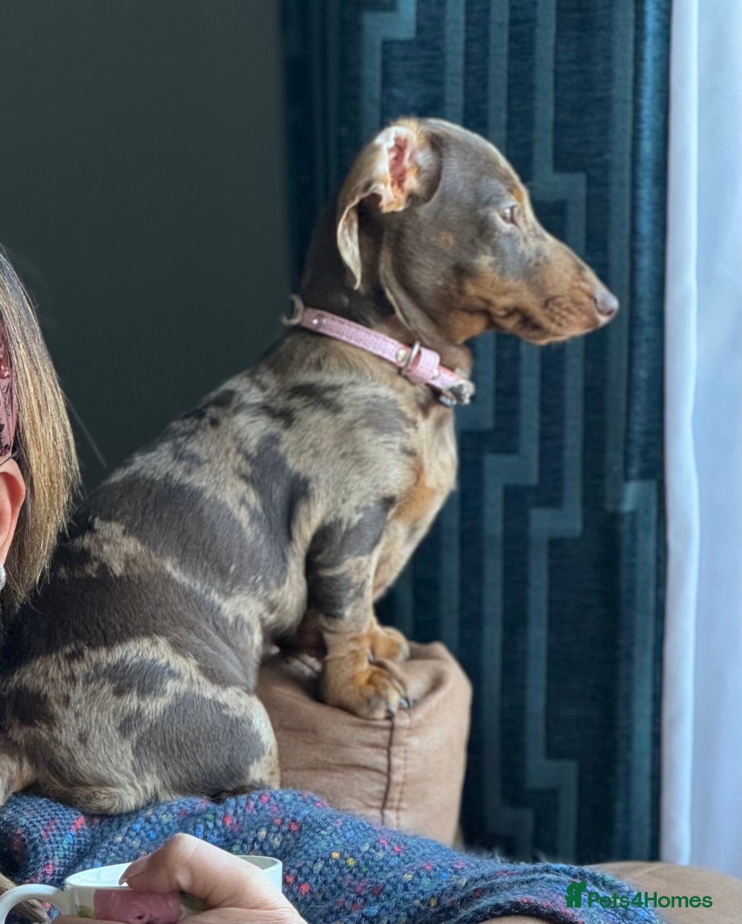 Miniature Dachshund dogs for sale: Miniature dachshund puppies - Image 2