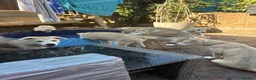 Mixed Breed dogs for sale: Low Content Wolfdog puppies  - Advert 22