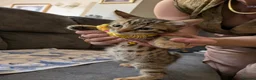 Mixed Breed cats for sale: Bengal mixed kittens - Advert 3