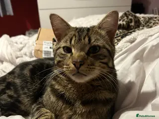 Mixed Breed cats This is mittens - Advert 15