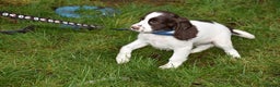Cocker Spaniel dogs for sale: Ready Now Kc Reg Health Tested - Advert 8