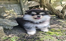 Pomsky dogs for sale: Pomsky puppies very small toy size F3  - Image 15