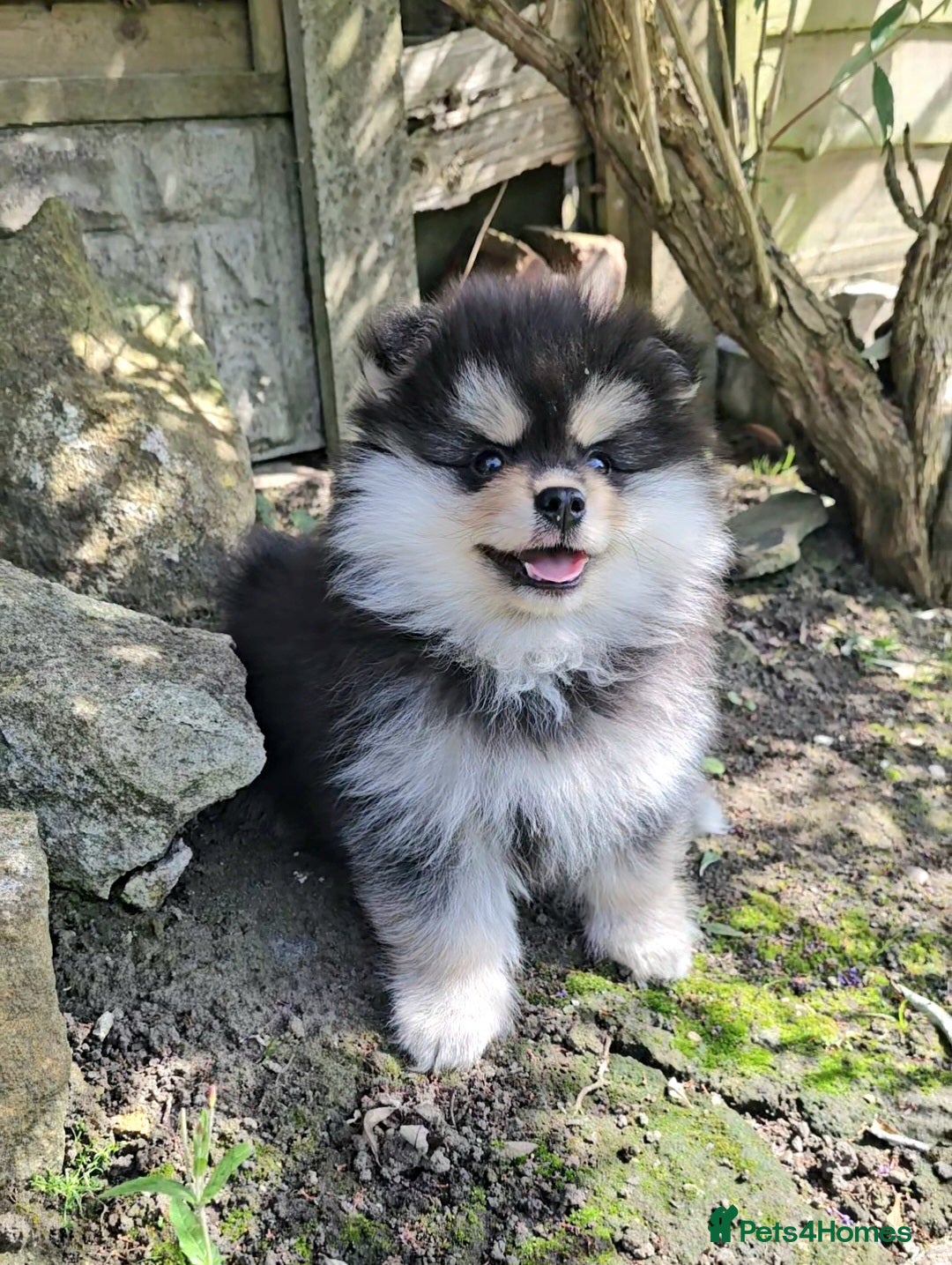 Pomsky dogs for sale: Pomsky puppies very small toy size F3  - Image 15