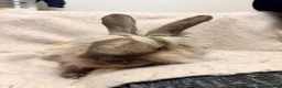 Mixed Breed rabbits for sale: 3 male rabbits please read the add for information - Advert 10