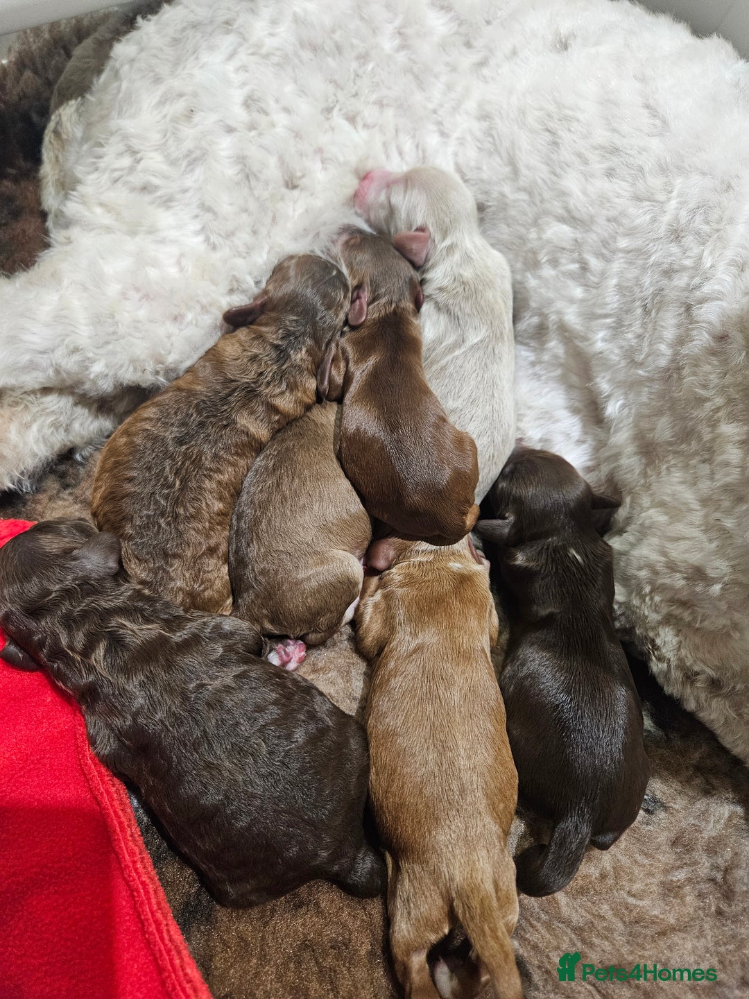 Cockapoo dogs for sale: F3b Cockapoo Puppies – DNA health tested - Advert 24