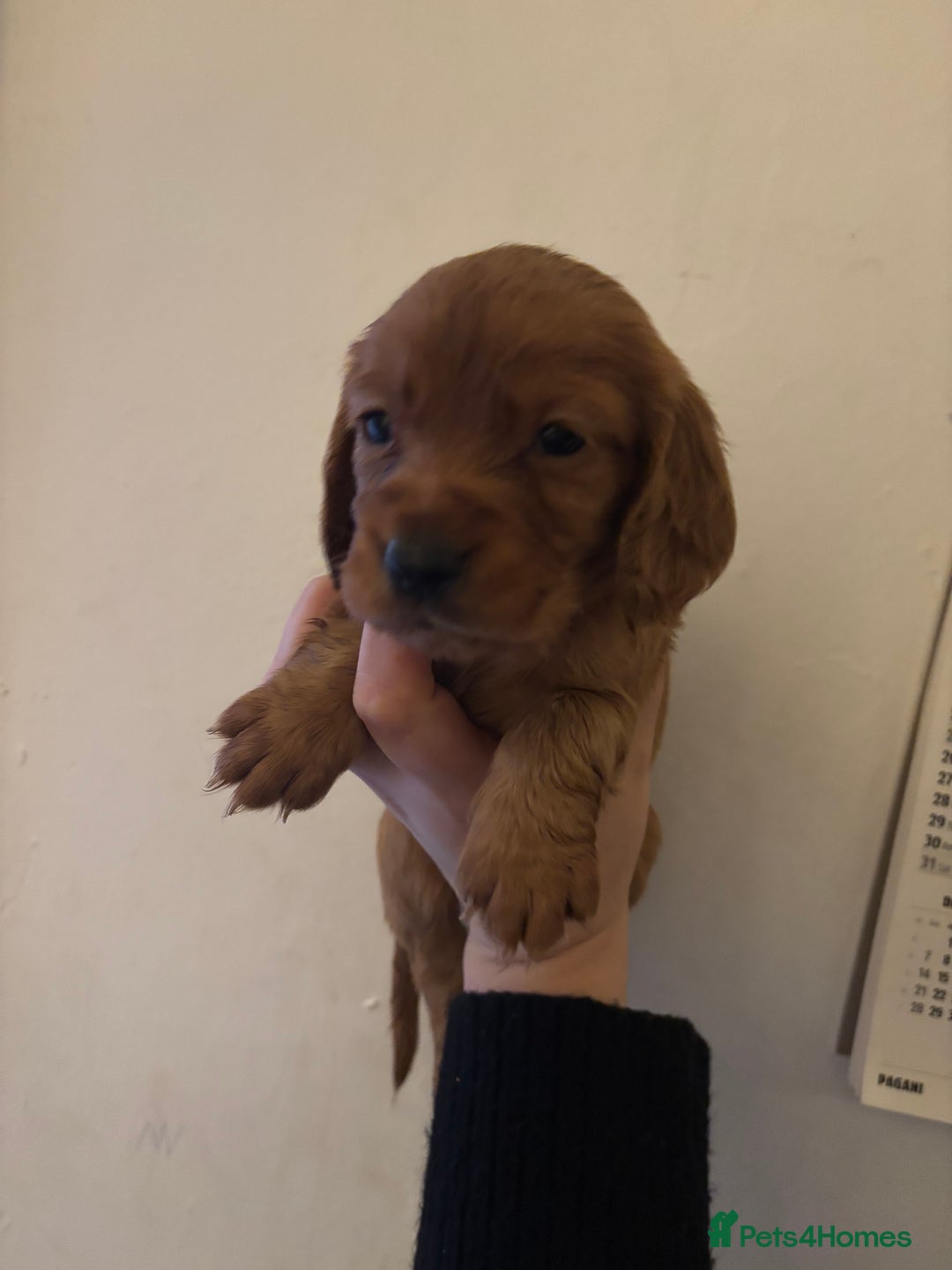 Cocker Spaniel dogs for sale: 🐶Beautiful Cocker spaniel puppies 🐶  - Advert 24