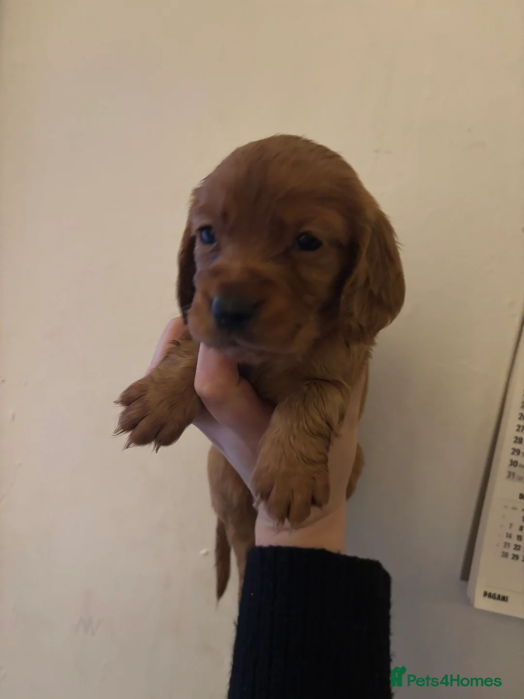 Cocker Spaniel dogs for sale: 🐶Ready to go🐶Cocker spaniel puppies 🐶  - Advert 39
