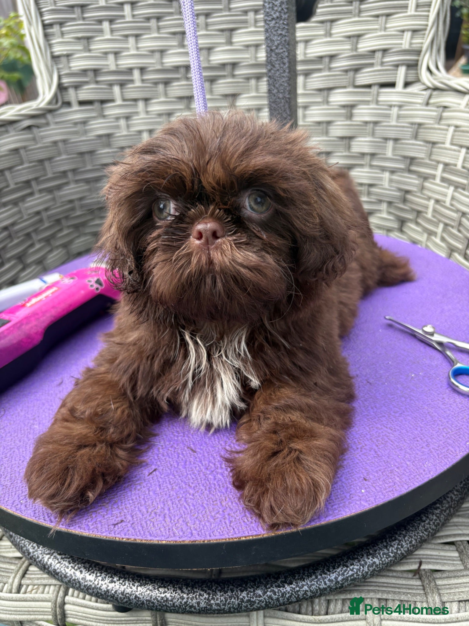 Shih Tzu dogs Fully Vaccinated KC Reg Ready to Go - Advert 1