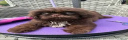 Shih Tzu dogs for sale: Last Boy Ready Now KC & DNA Health Tested - Advert 8
