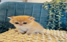 British Shorthair cats for sale: 🐾✨ Golden & Silver British Shorthair Kittens ✨🐾 - Image 10