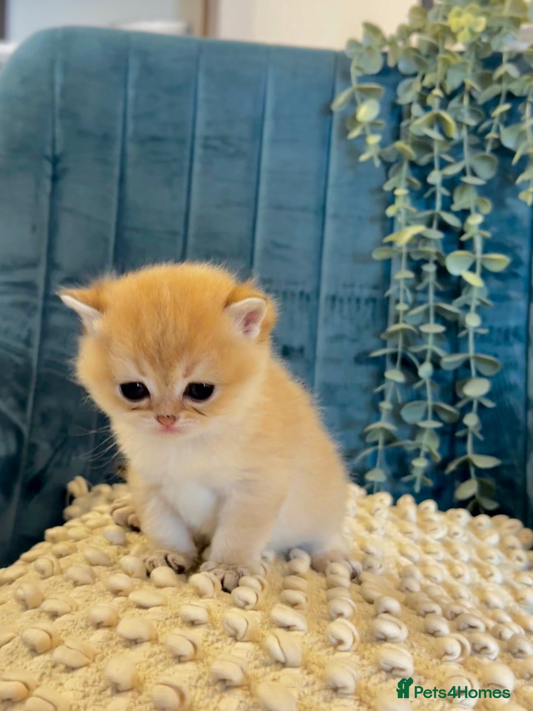British Shorthair cats for sale: 🐾✨ Golden & Silver British Shorthair Kittens ✨🐾 - Image 10