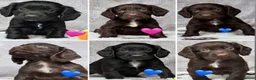 Cocker Spaniel dogs for sale: 5 working cocker spaniel puppies  - Advert 10