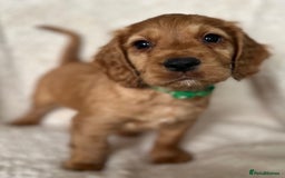 Cocker Spaniel dogs for sale: Extensively Health Tested KC Cocker Spaniels  - Image 9