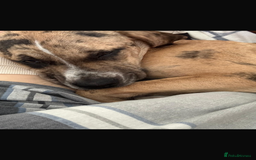 Mastiff dogs for sale: Merle Mastiff Girl Puppy For sale Cheap!! - Image 3