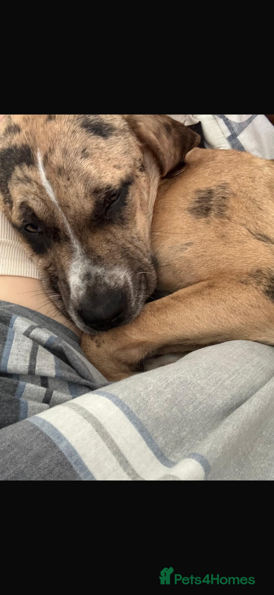 Mastiff dogs for sale: Merle Mastiff Girl Puppy For sale Cheap!! - Image 3