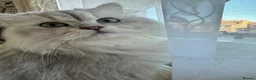 British Longhair cats for stud: BLH male for stud - Advert 5