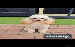 Shihpoo dogs for sale: Stunning 3rd Generation Shihpoo Puppies For Sale - Image 18
