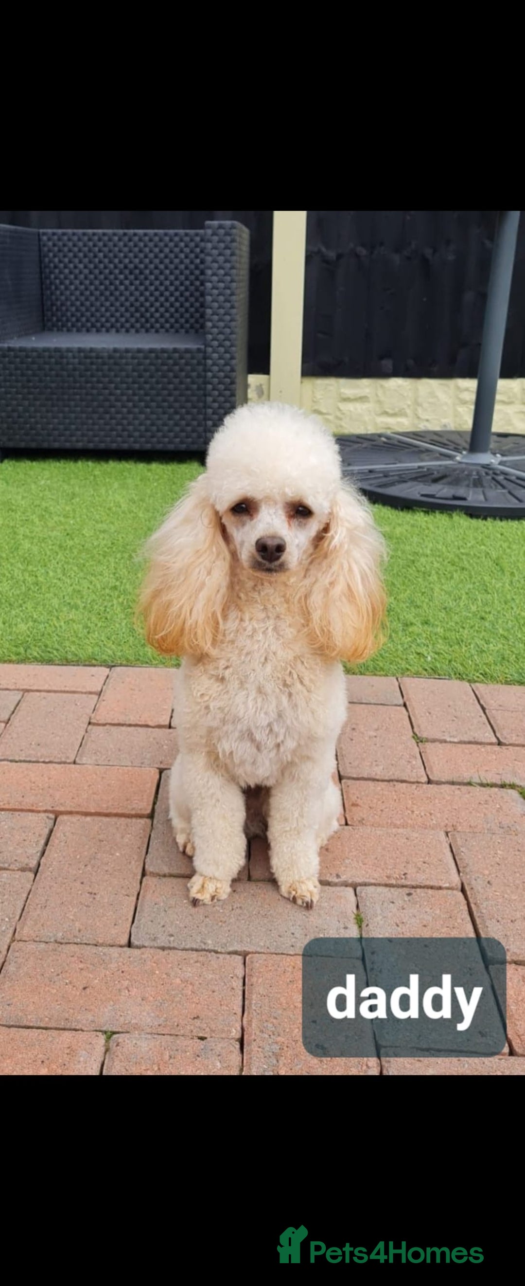 Shihpoo dogs for sale: Stunning 3rd Generation Shihpoo Puppies For Sale - Image 18