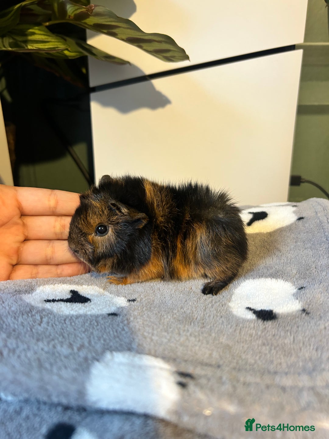 Guinea Pig rodents for sale: 2 pairs of sow Peruvian pure bred guineapigs  - Advert 3
