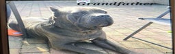 Cane Corso dogs for sale: Stunning 4th Generation Cane Corse Pups  - Advert 9