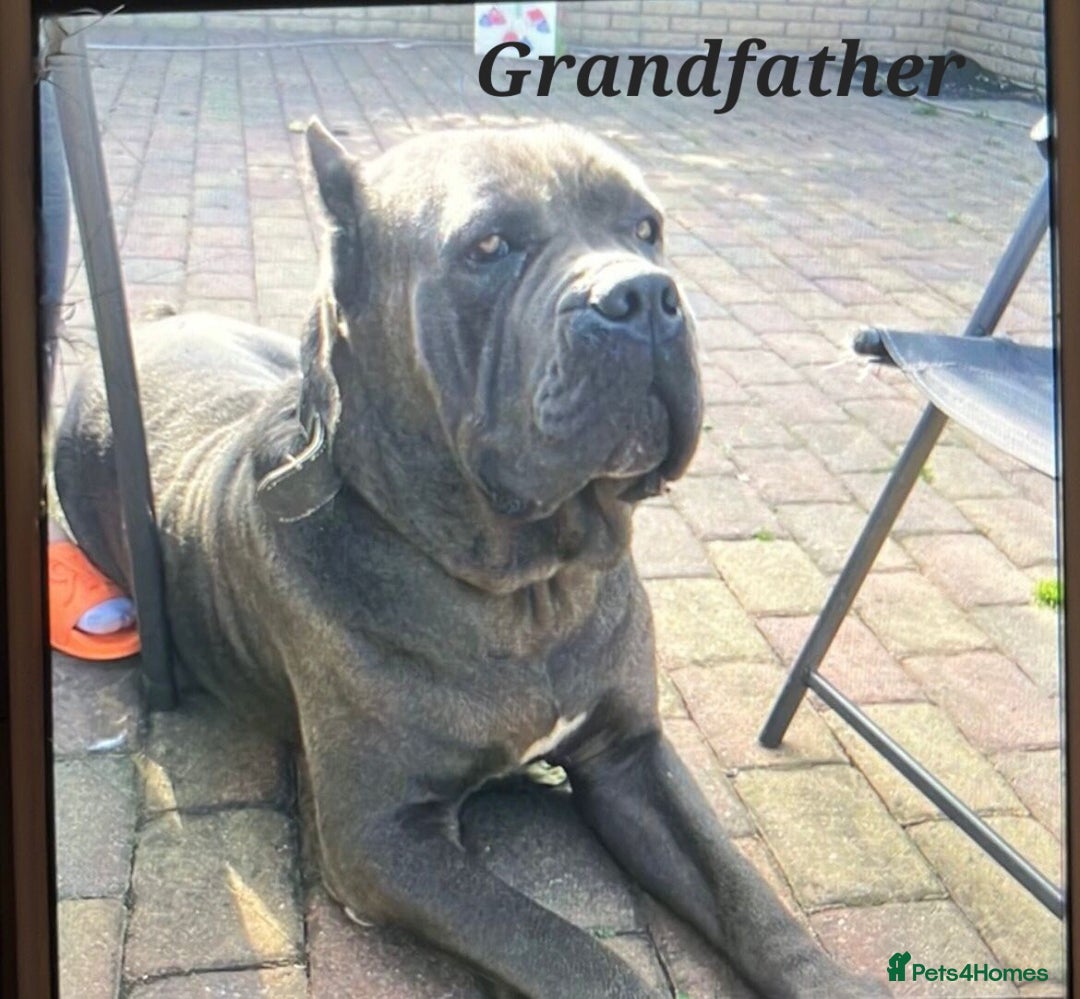 Cane Corso dogs for sale: Stunning 4th Generation Cane Corse Pups  - Advert 9