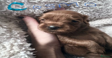 Mixed Breed dogs Ruby red cockaliers  - Advert 7