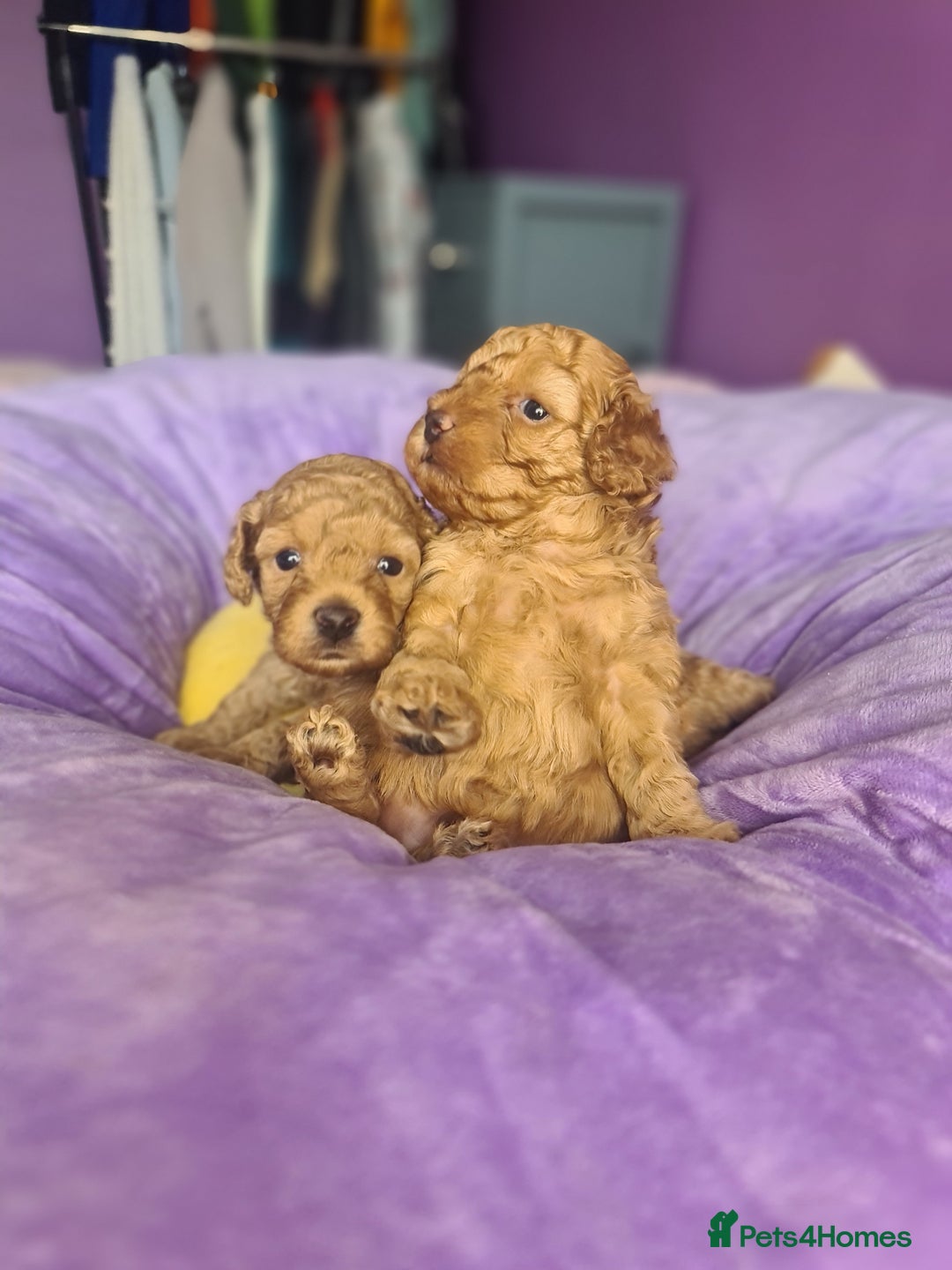 Toy Poodle dogs for sale: Mini TOY POODLES Last one boy available - Advert 7