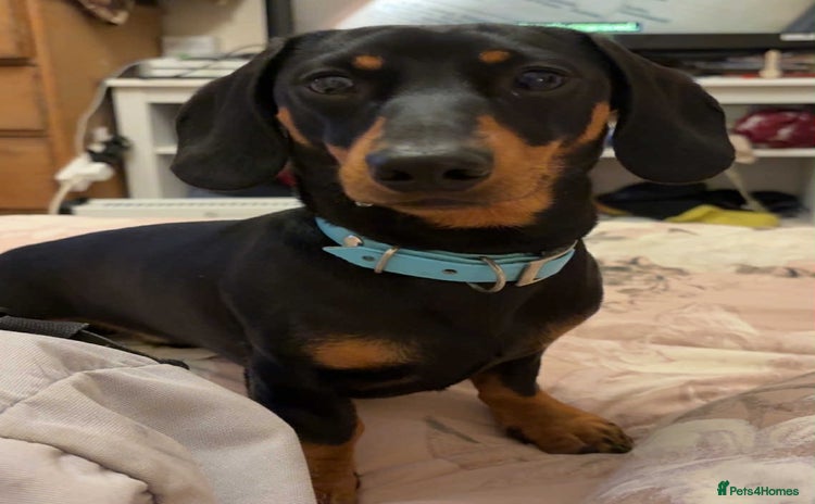Miniature Dachshund dogs - Advert 4
