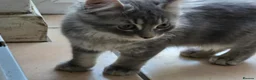Mixed Breed cats for sale: 3 Norwegian Forrest x Persian Chinchilla kittens - Advert 12