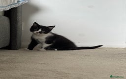 Mixed Breed cats for sale: Little boy looking for the new home - Image 3