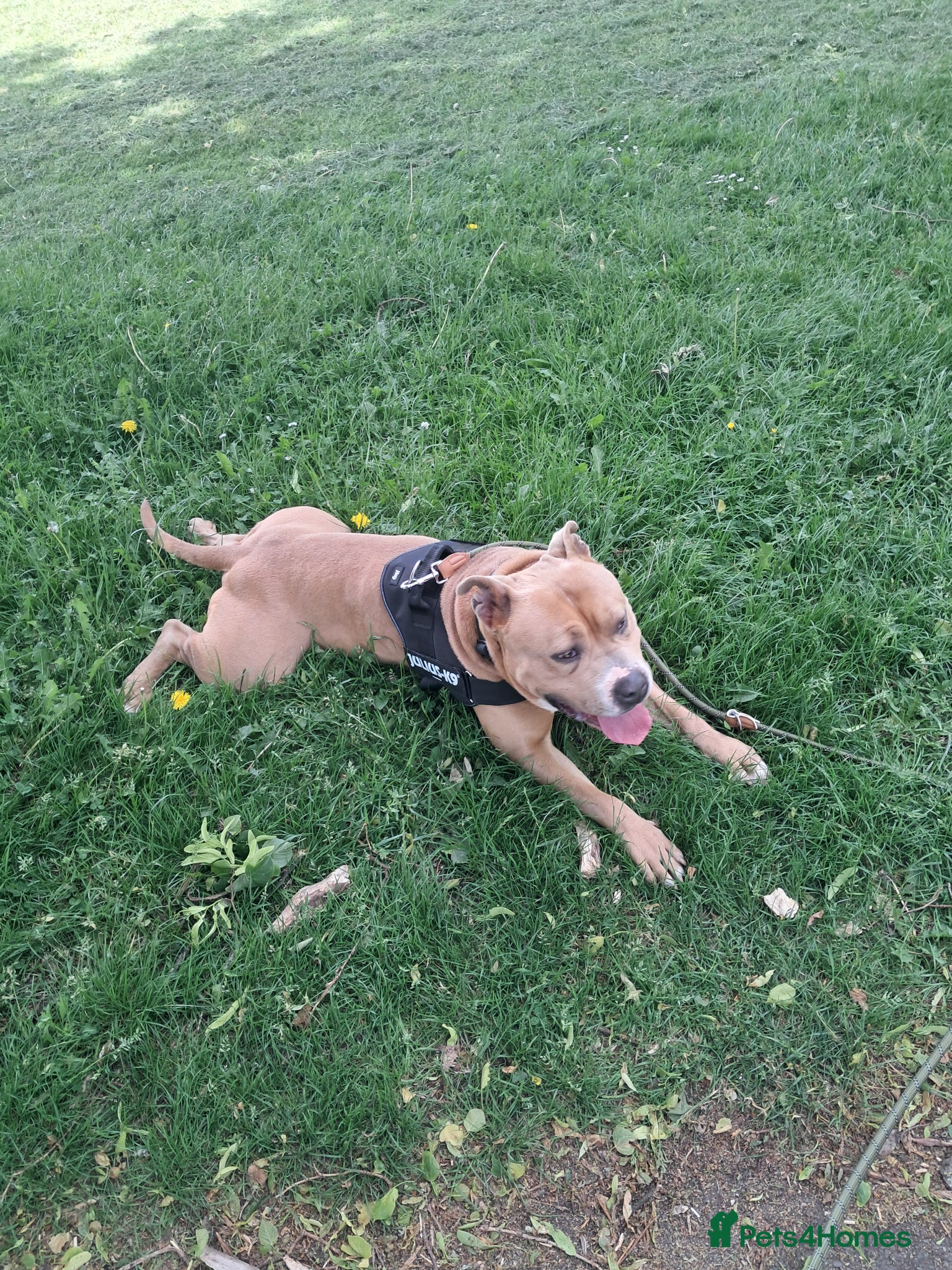 Mixed Breed dogs for sale: Bjorn - Advert 3